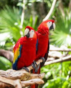 Scarlet Macaw in Belize